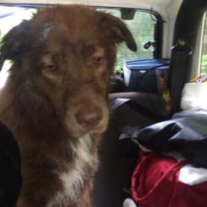 A wet and unhappy Lenny!