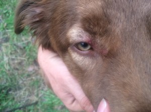 Poor Lenny got attacked by blackflies!